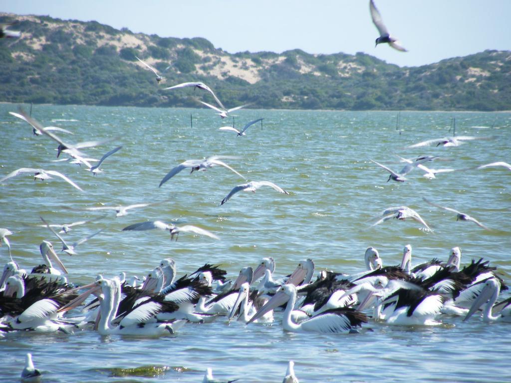 فيلا Coorong Waterfront Retreat Meningie المظهر الخارجي الصورة