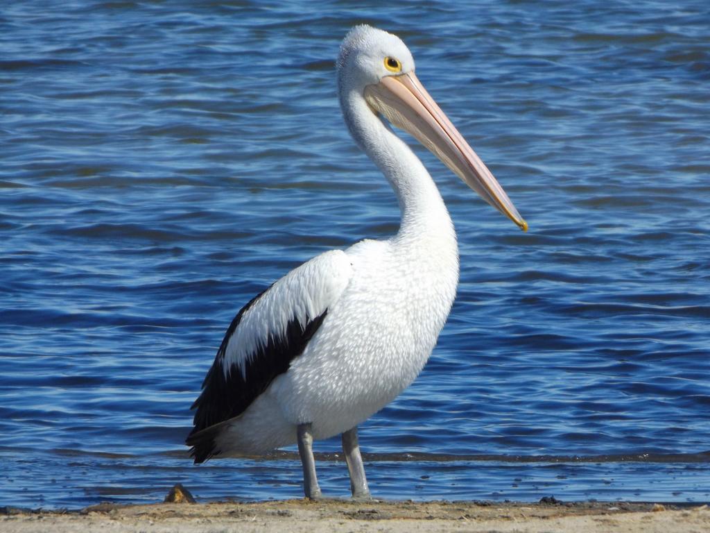 فيلا Coorong Waterfront Retreat Meningie المظهر الخارجي الصورة